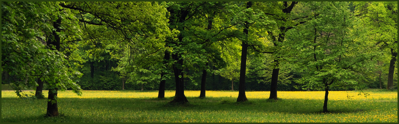 Spiritualiteit en bomen